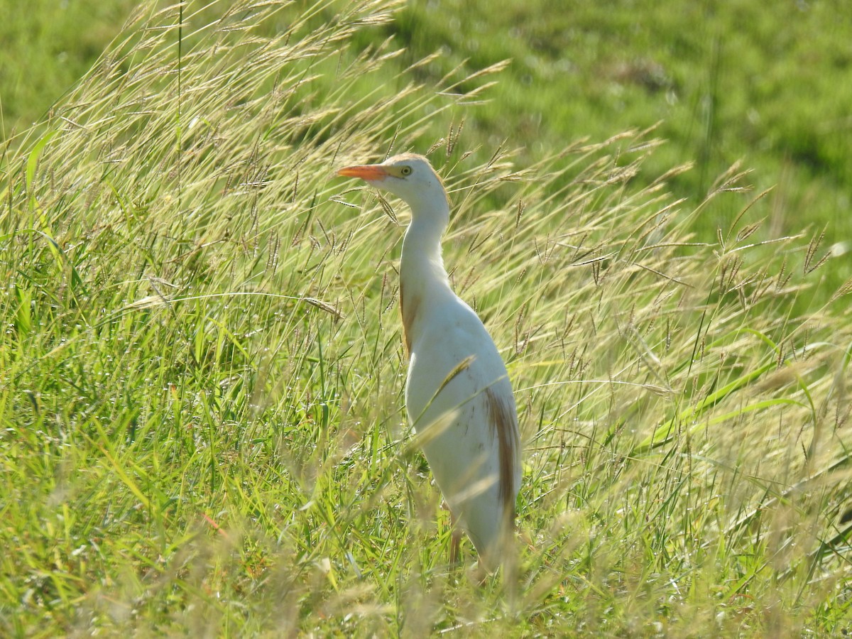 Чапля єгипетська західна - ML647710762