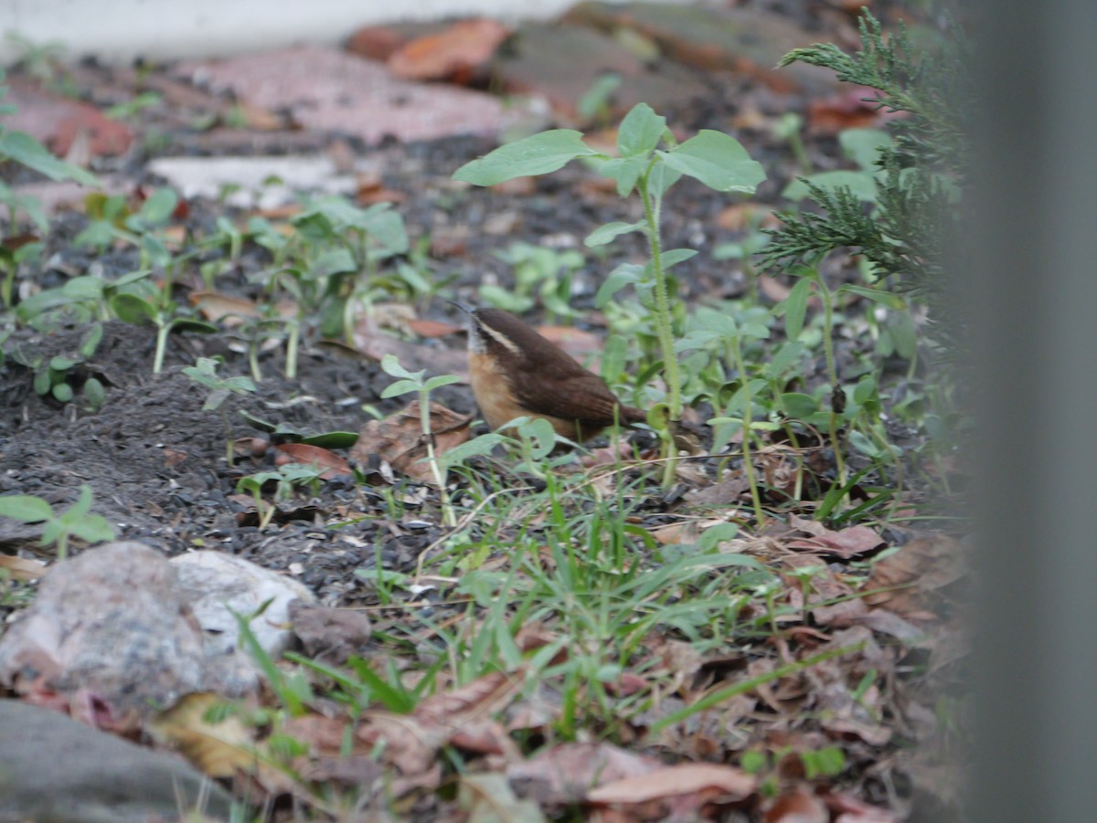 Поплітник каролінський - ML647710763