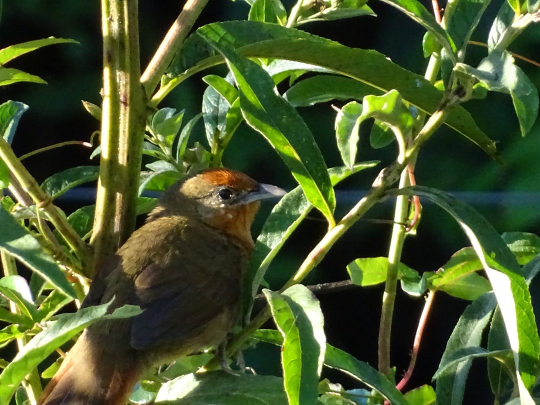 М’якохвіст іржастоволий - ML647710765