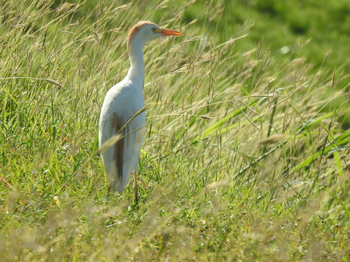Чапля єгипетська західна - ML647710767
