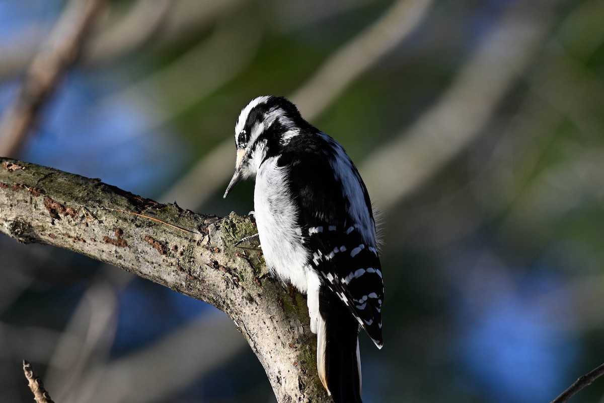 Дятел волохатий - ML647710768