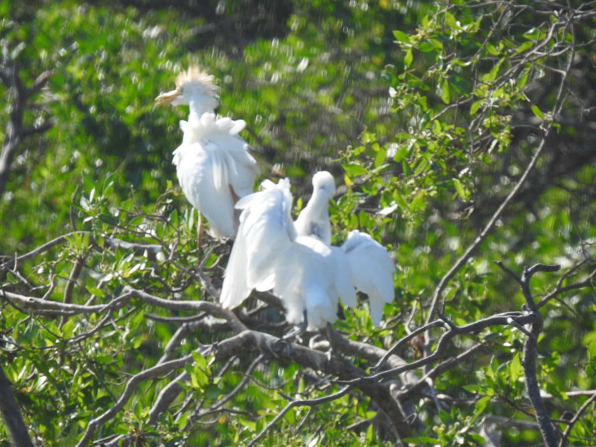 Чапля єгипетська західна - ML647710772