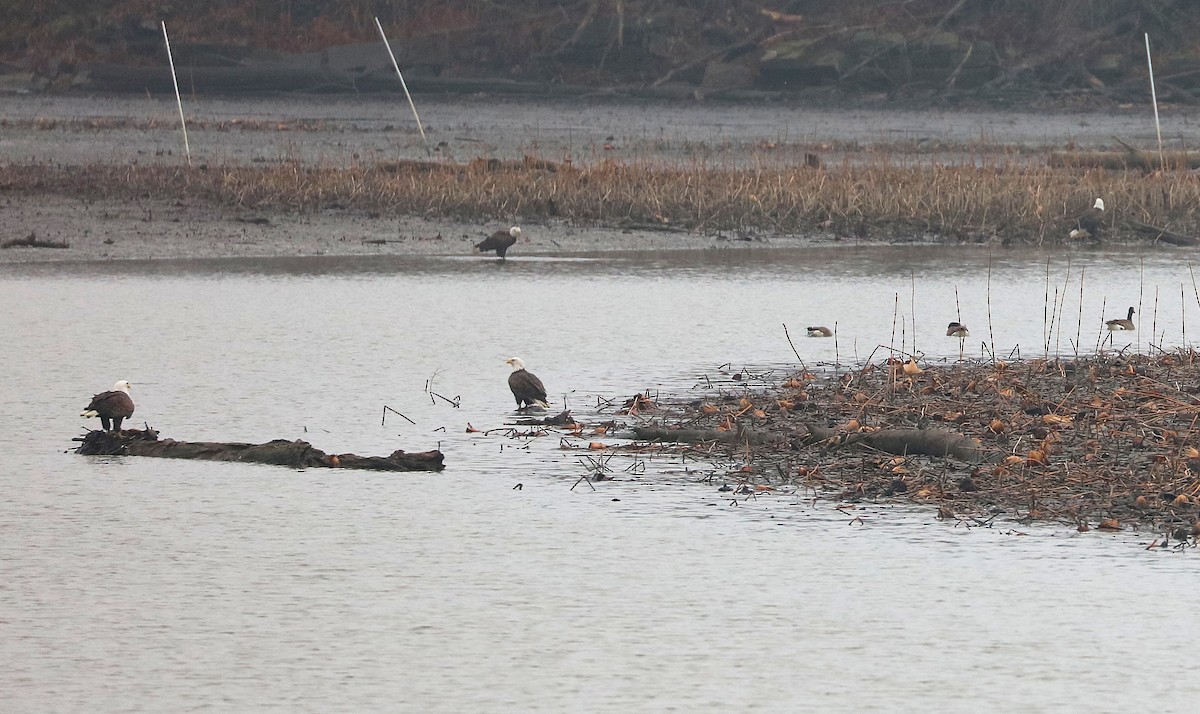 Орлан білоголовий - ML647710774