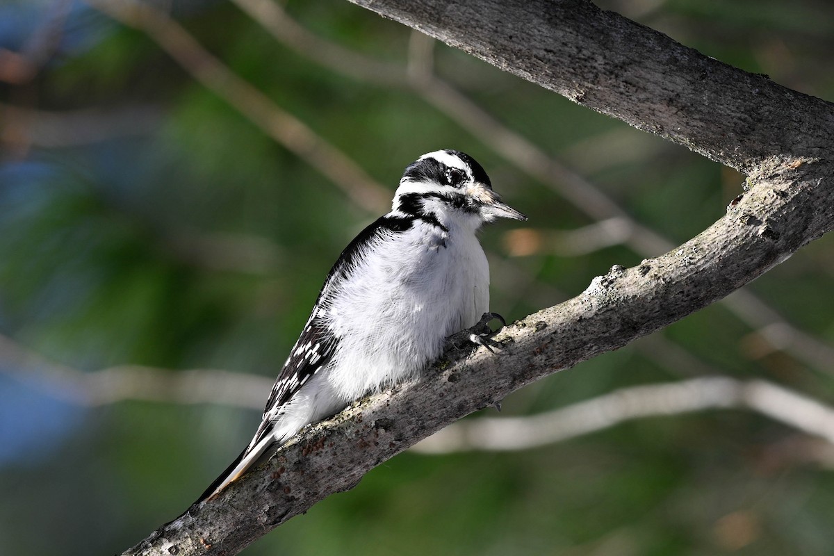 Дятел волохатий - ML647710777