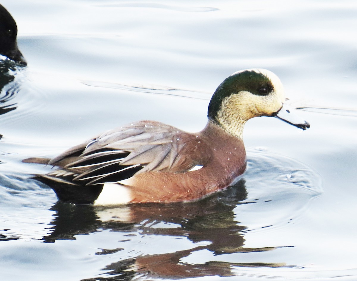 Свищ американський - ML647710779