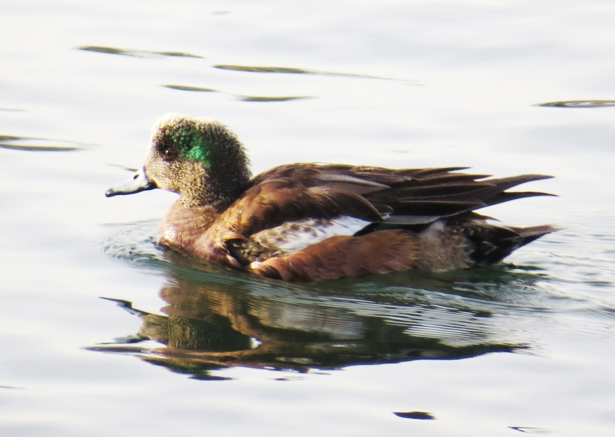 Свищ американський - ML647710780