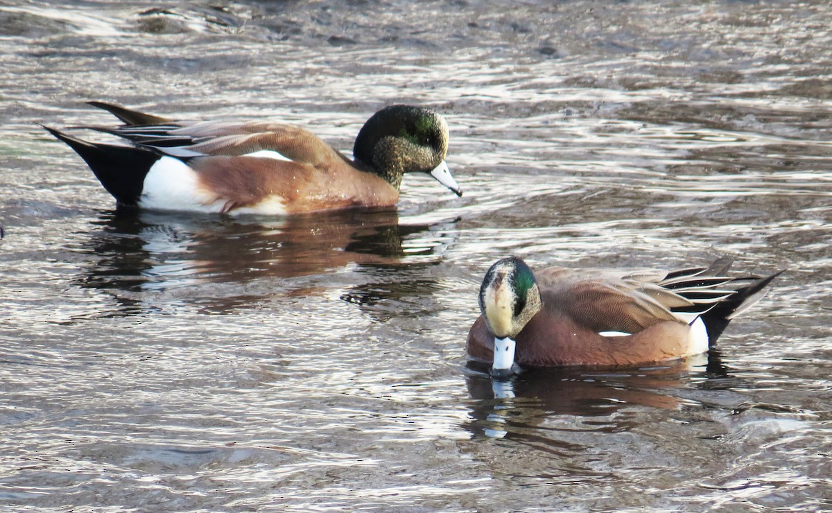 Свищ американський - ML647710781