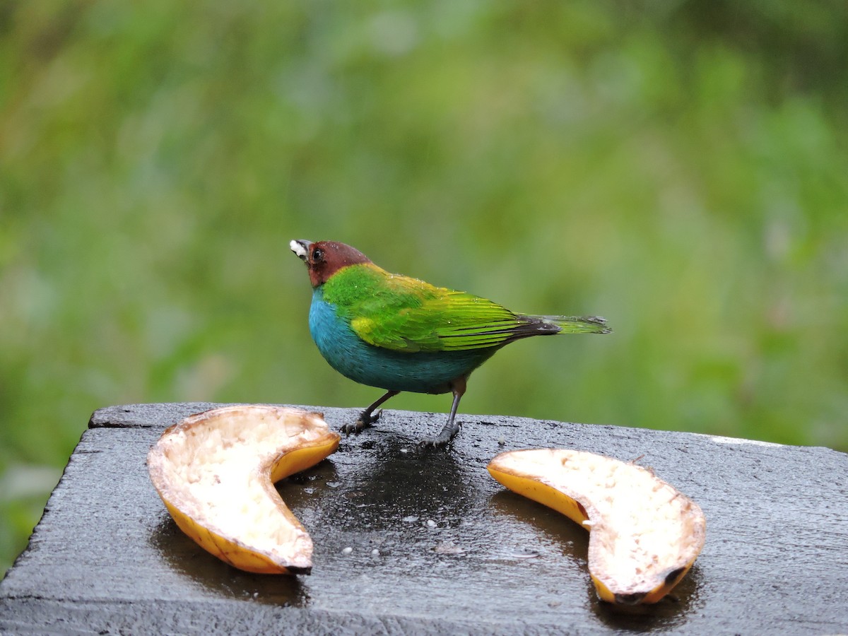 Гирола - ML647710782