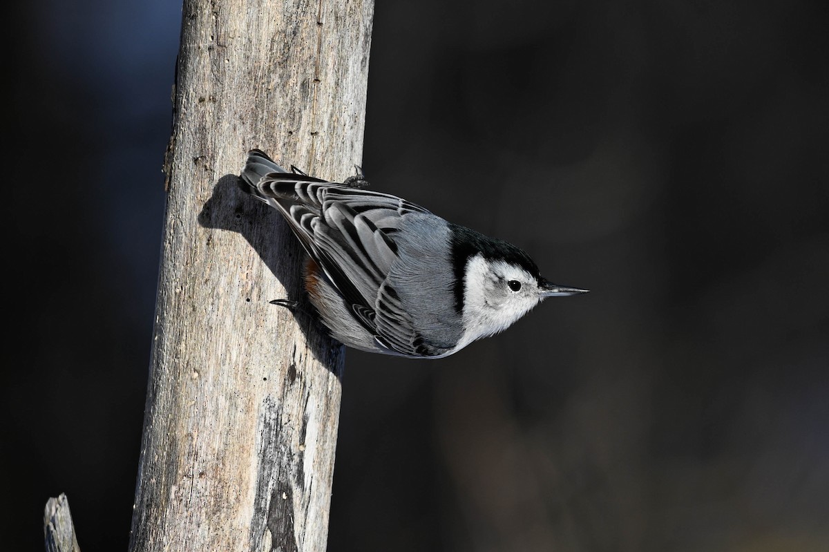 Повзик каролінський - ML647710784