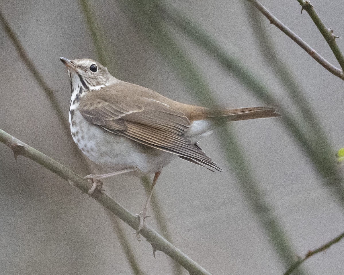Дрізд-короткодзьоб плямистоволий - ML647710786