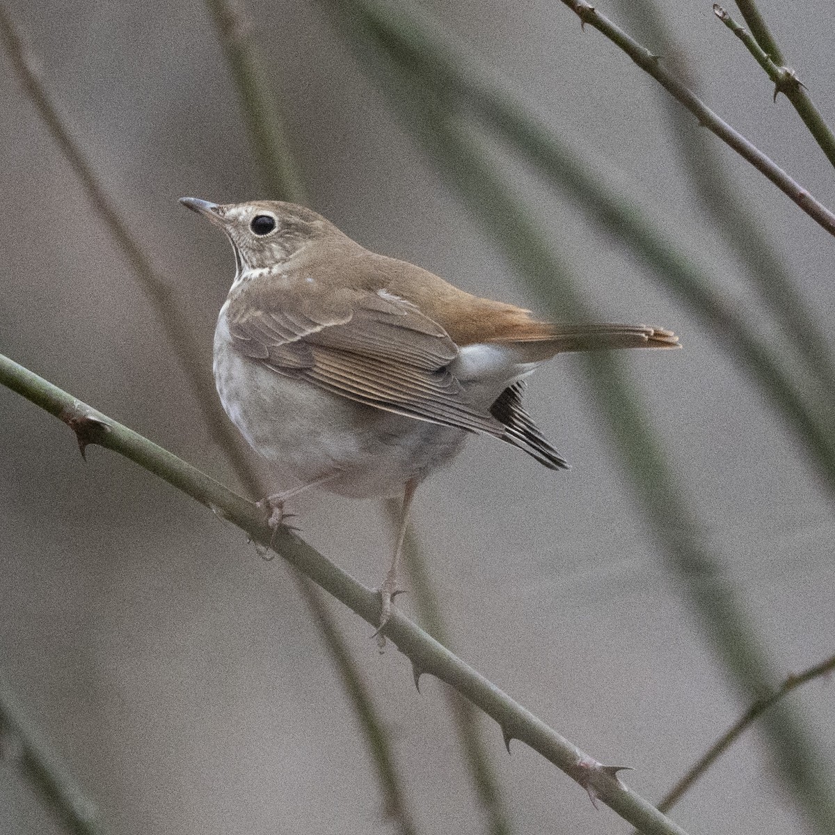 Дрізд-короткодзьоб плямистоволий - ML647710787