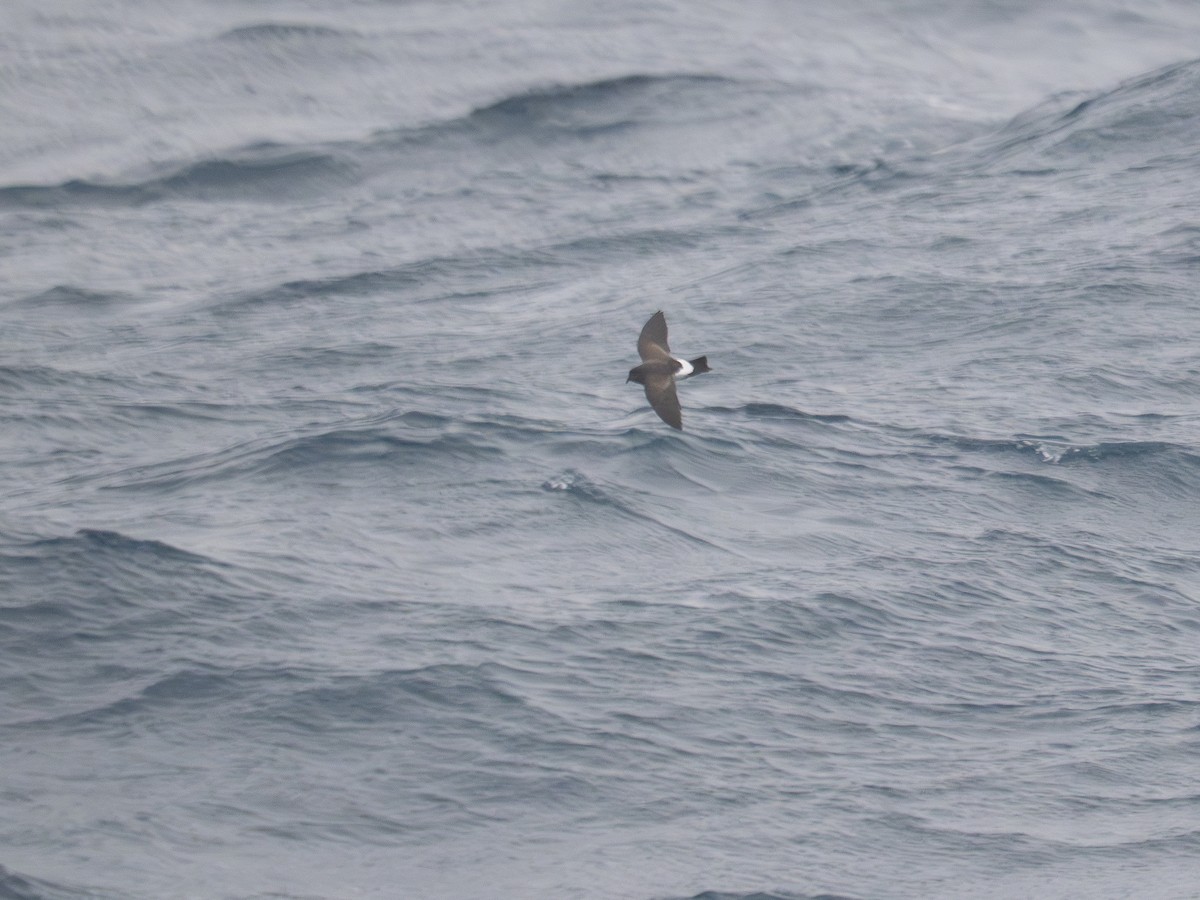 Фрегета чорночерева - ML647710789