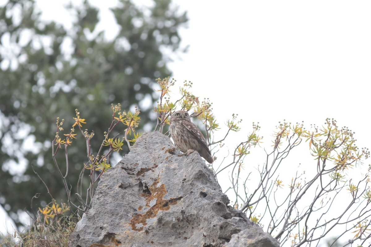 Сич хатній - ML647710791