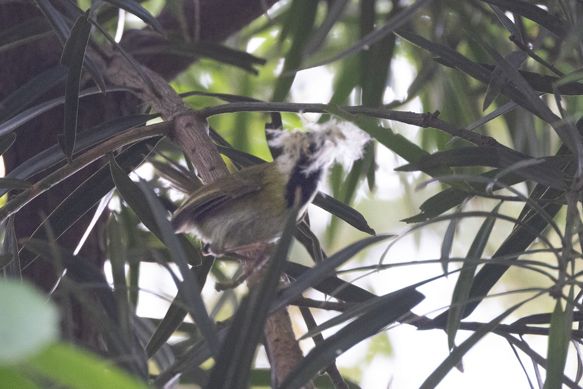 Нікорник чорнощокий - ML647710792