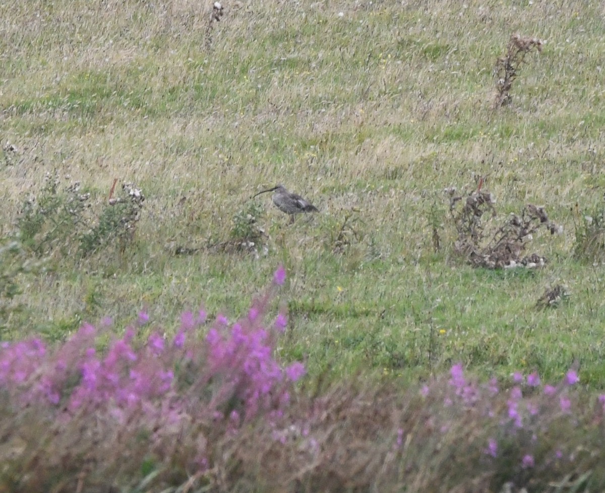 Кульон великий - ML647710795