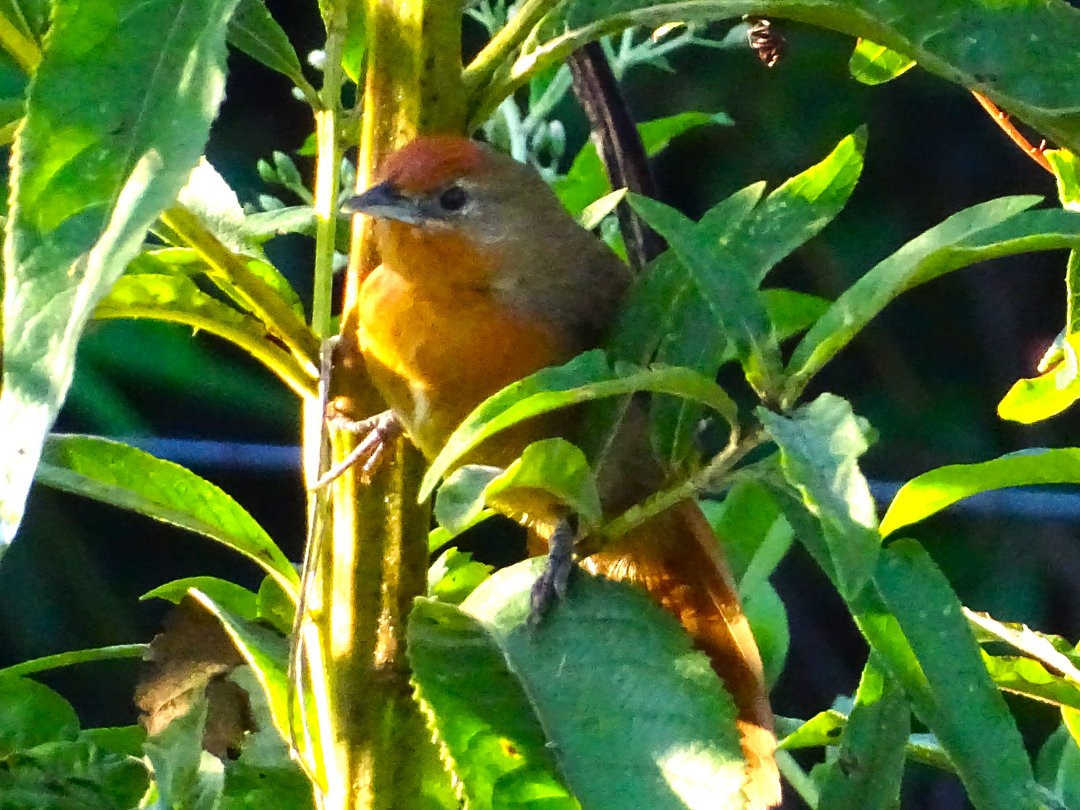 М’якохвіст іржастоволий - ML647710796