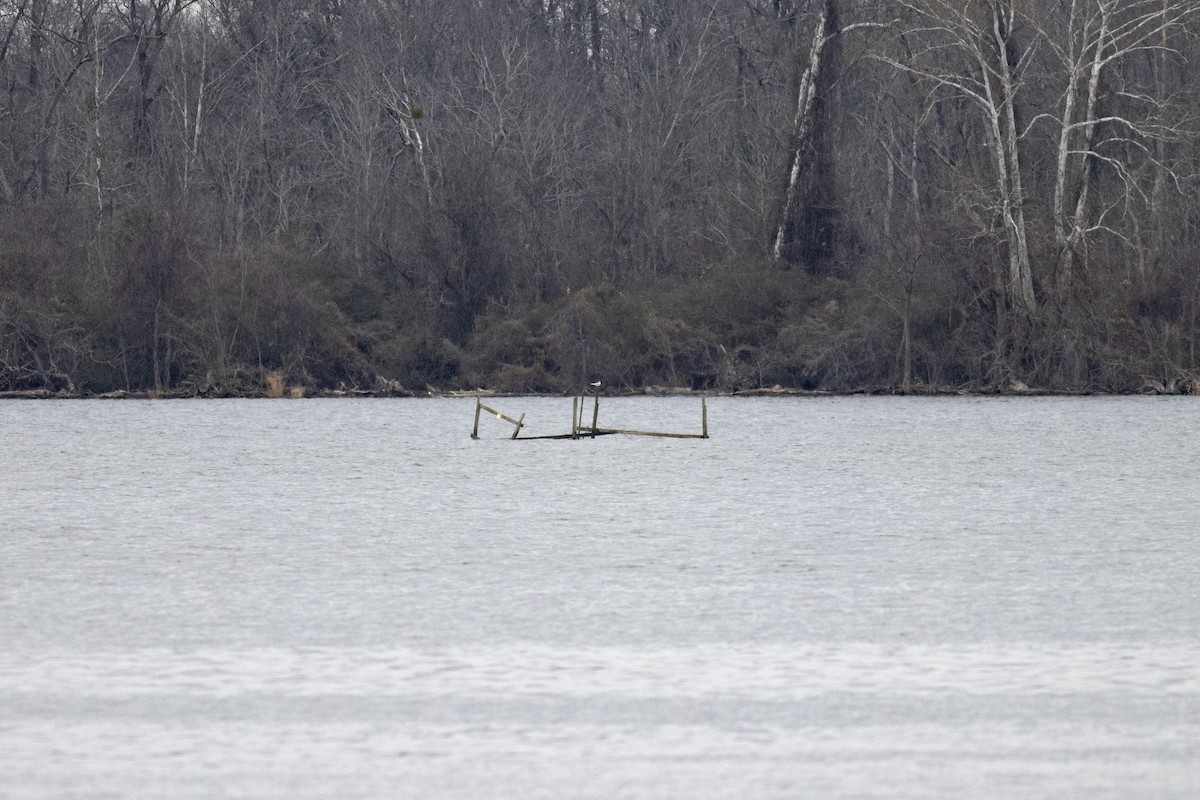 Forster's Tern - ML647710803