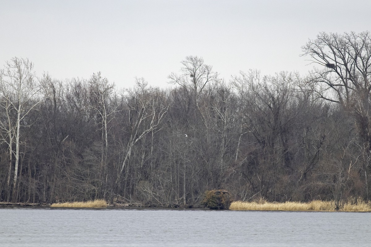 Forster's Tern - ML647710804
