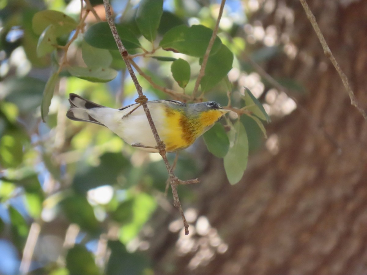 Northern Parula - ML647710828