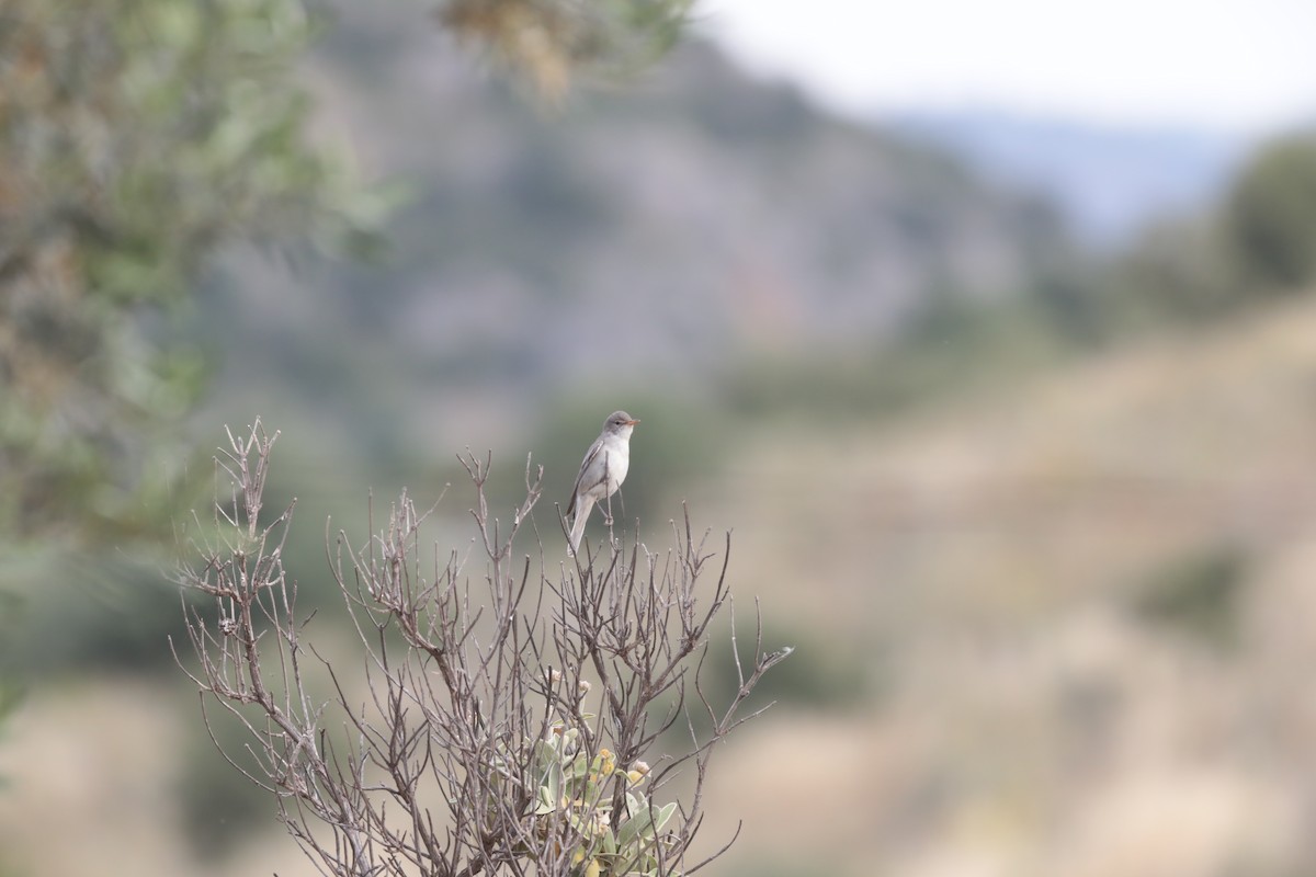 Olive-tree Warbler - ML647710841