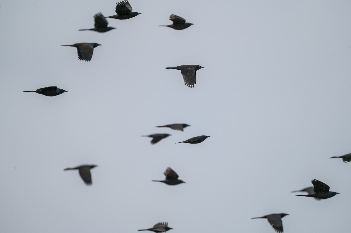 Common Grackle - ML647710846