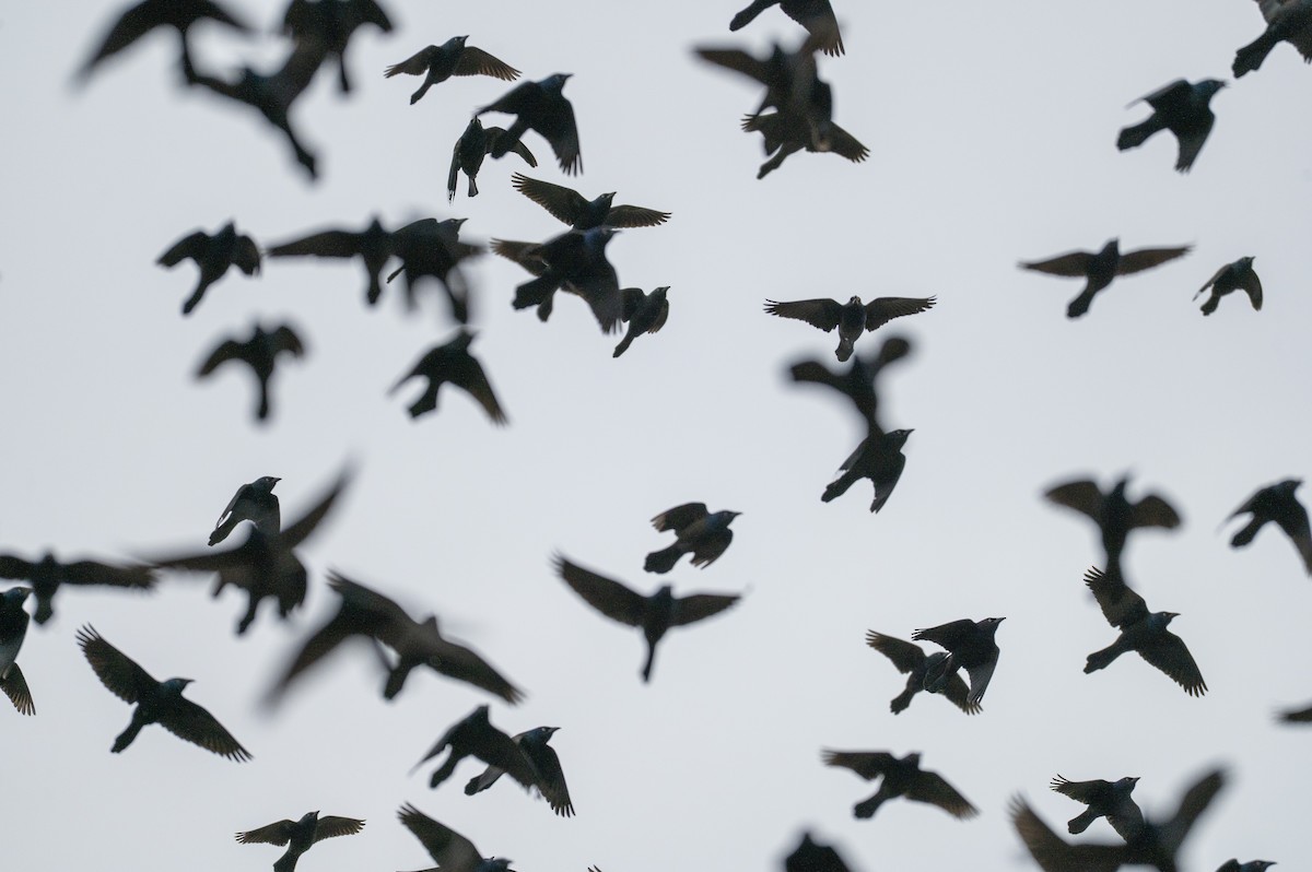 Common Grackle - ML647710847