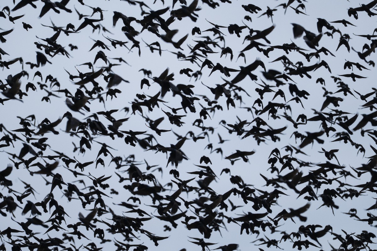 Common Grackle - ML647710851