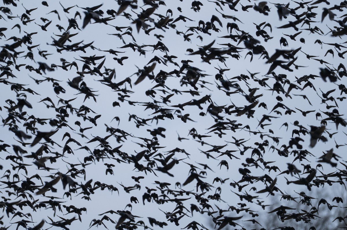 Common Grackle - ML647710852