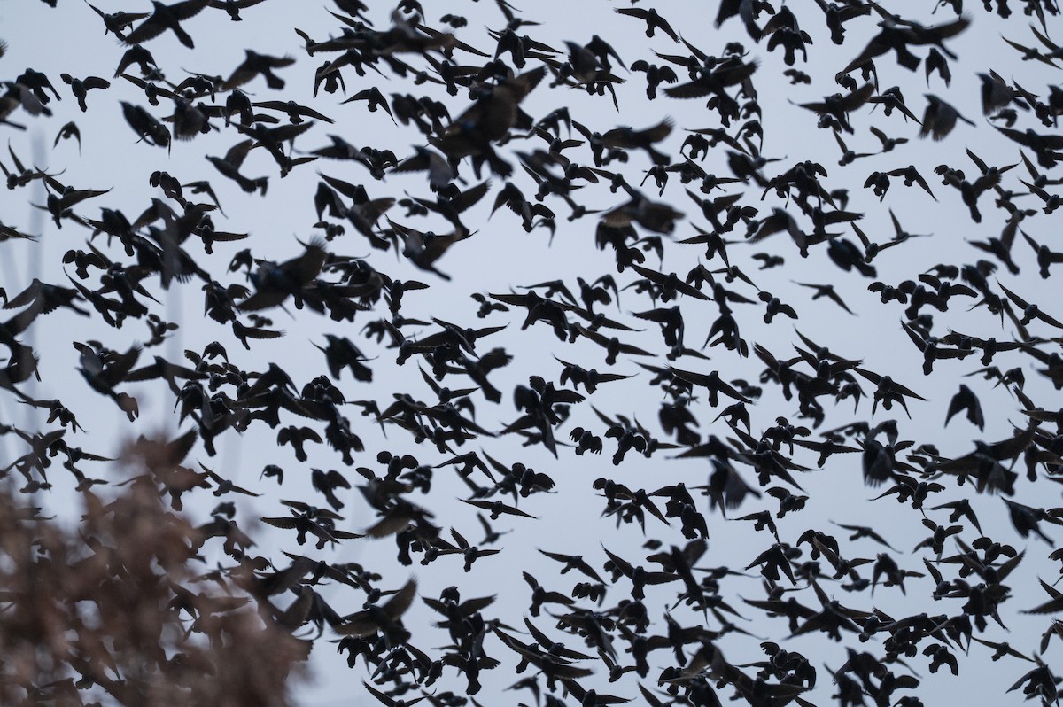 Common Grackle - ML647710853