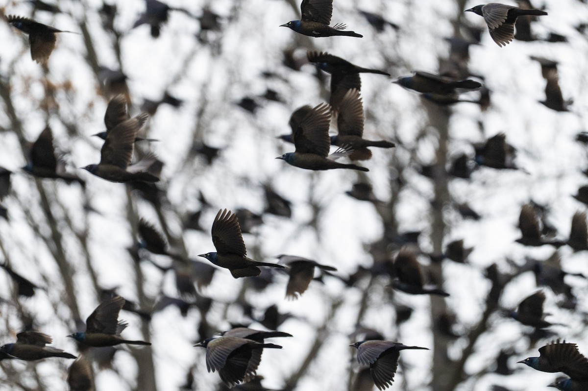 Common Grackle - ML647710854