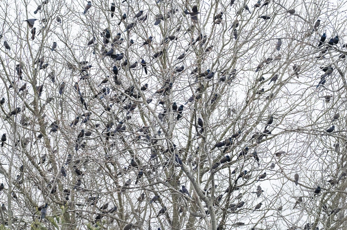 Common Grackle - ML647710858