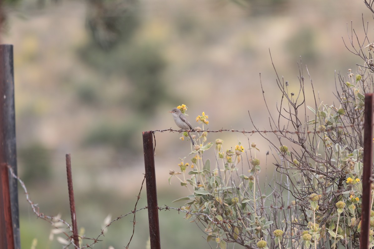 Olive-tree Warbler - ML647710861