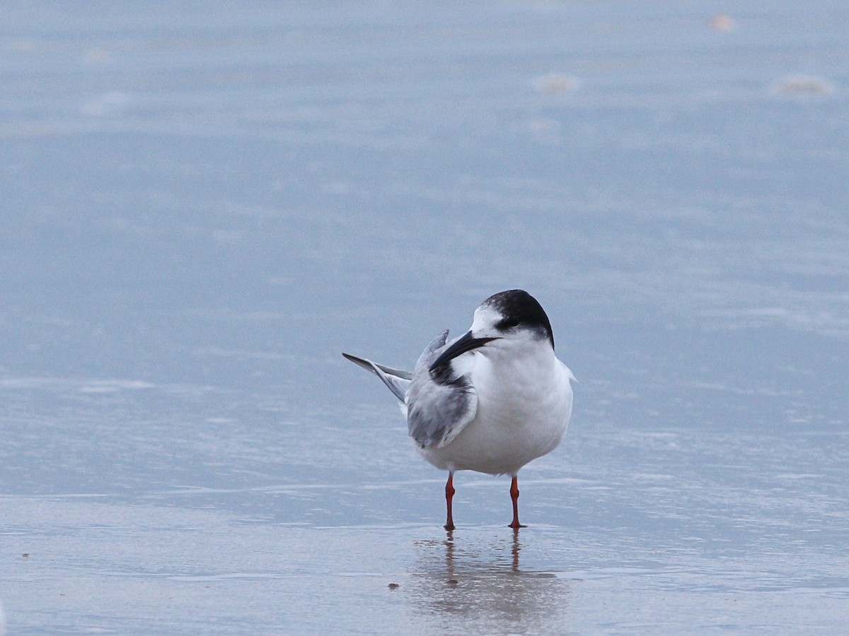 Common Tern - ML647710878