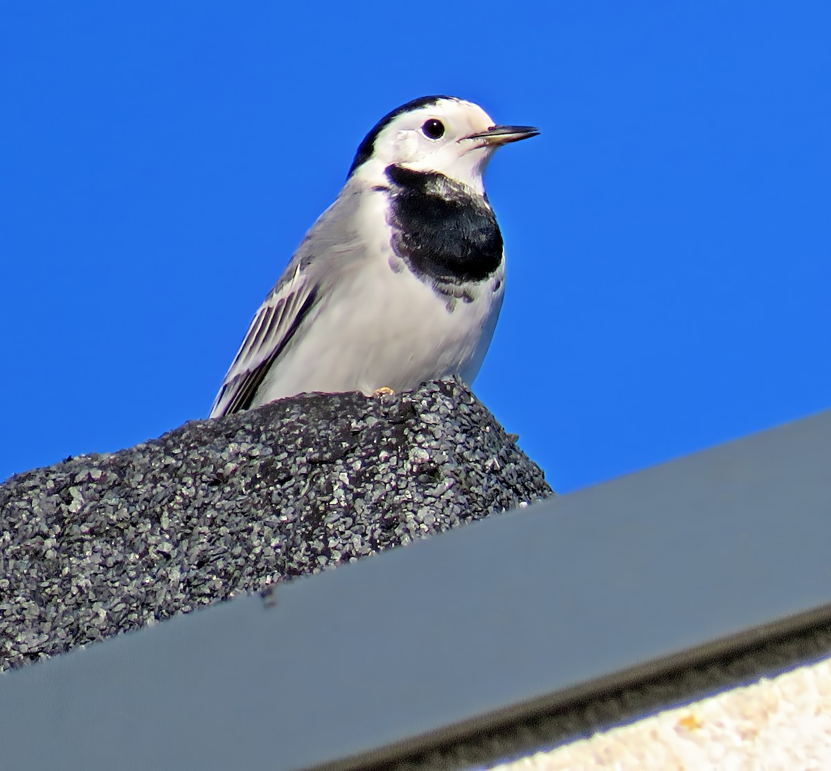 נחליאלי לבן - ML647710892