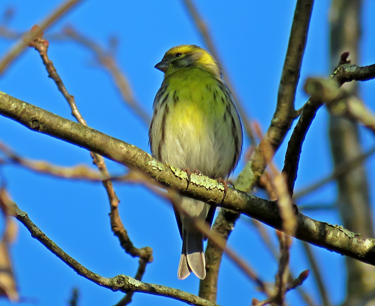 Girlitz - ML647710908