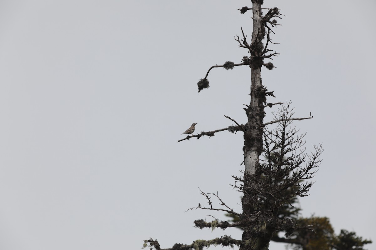 drozd brávník - ML647710910