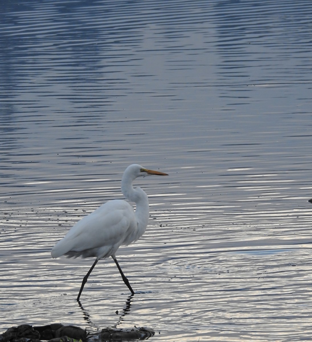 Great Egret (American) - ML647710956