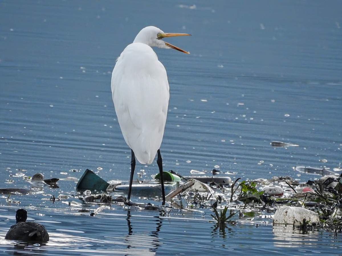 Great Egret (American) - ML647710973