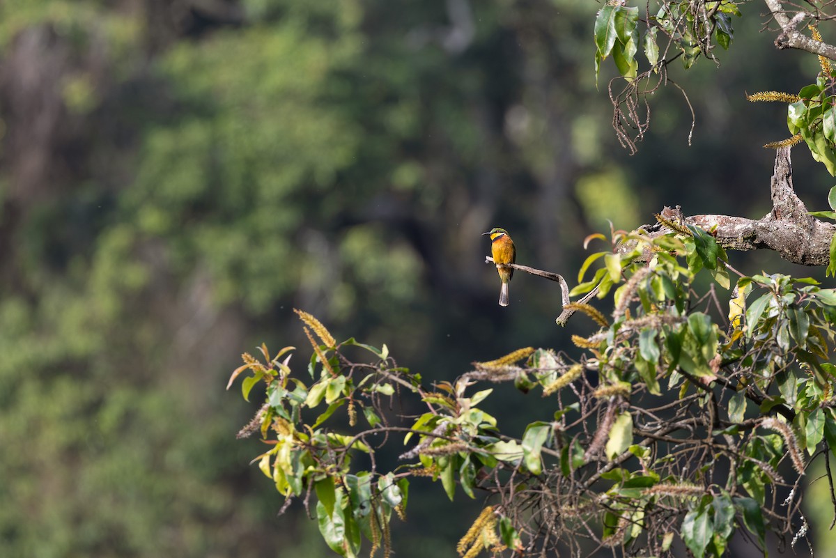 Cinnamon-chested Bee-eater - ML647710979