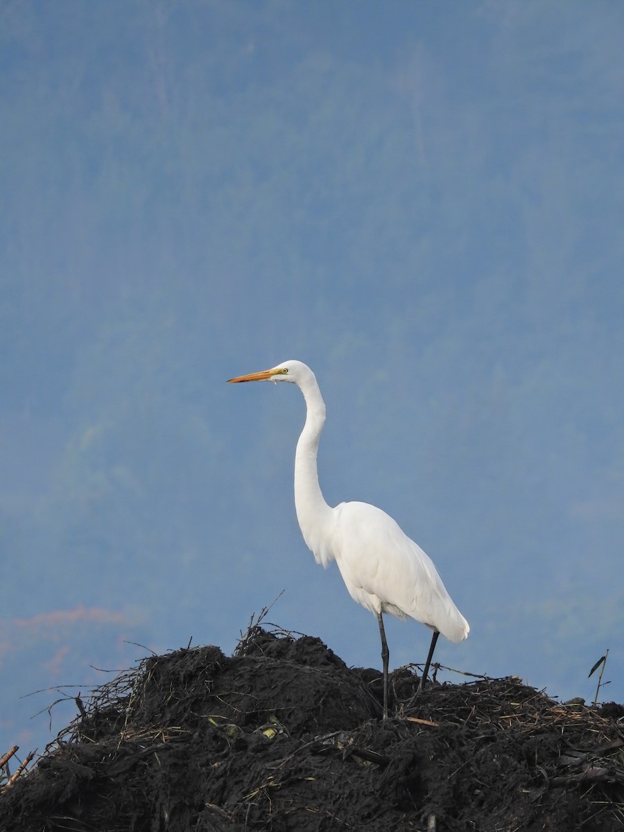 Great Egret (American) - ML647710981
