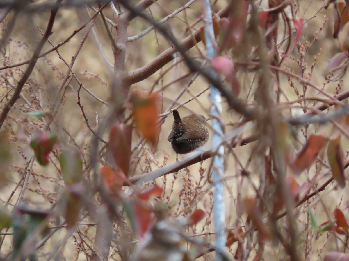 Winter Wren - ML647710994