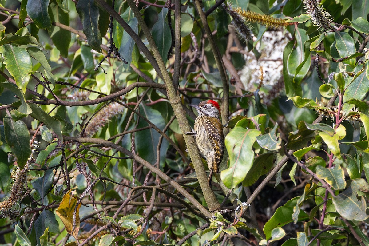 Cardinal Woodpecker - ML647710995