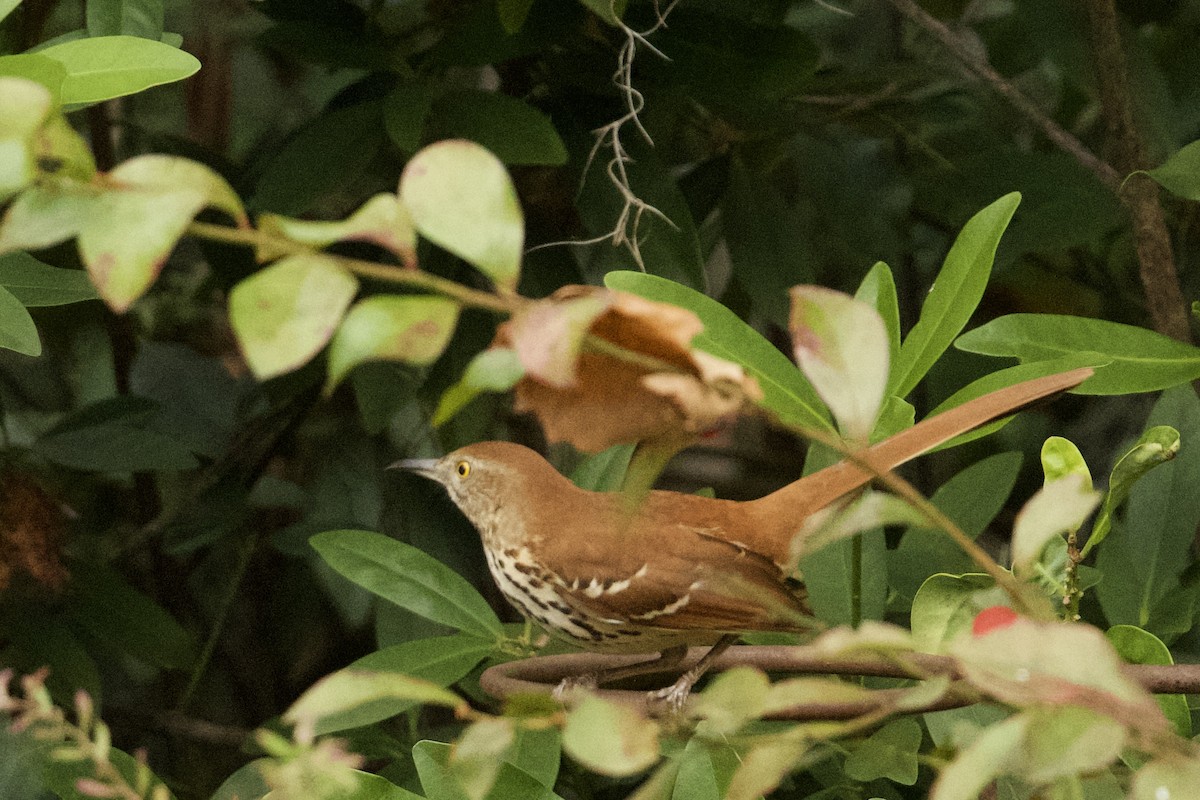 Brown Thrasher - ML647710999