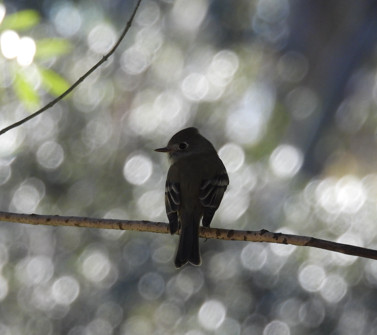 Hammond's Flycatcher - ML647711013