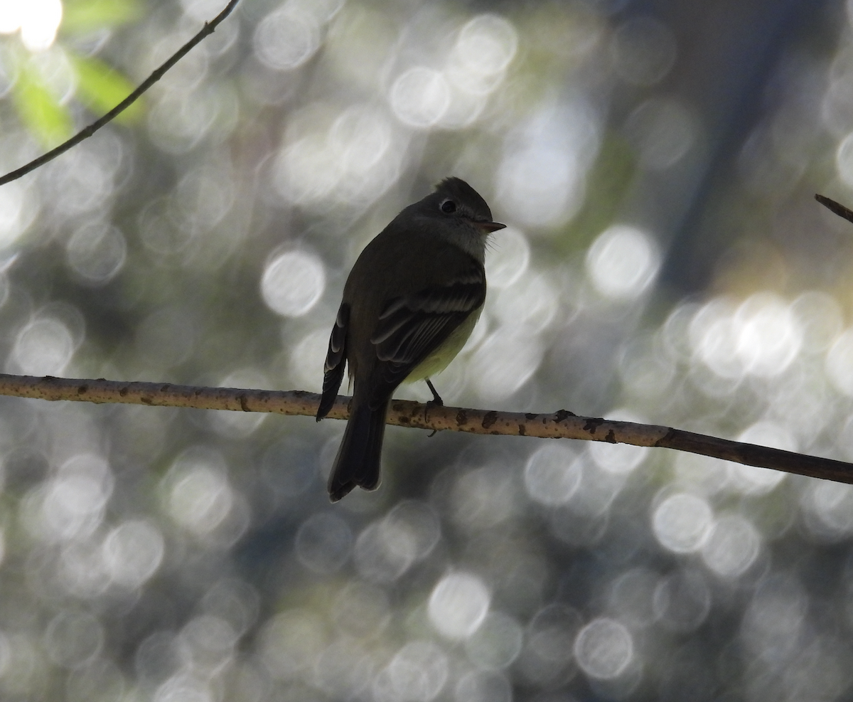 Hammond's Flycatcher - ML647711014