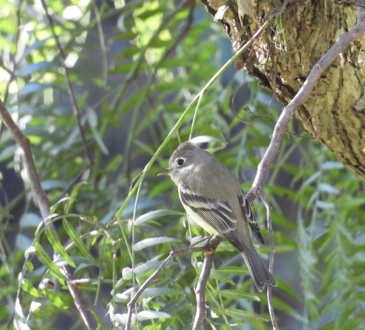 Hammond's Flycatcher - ML647711015