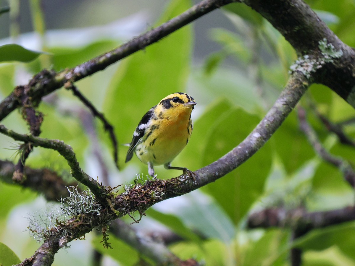 Blackburnian Warbler - ML647711016