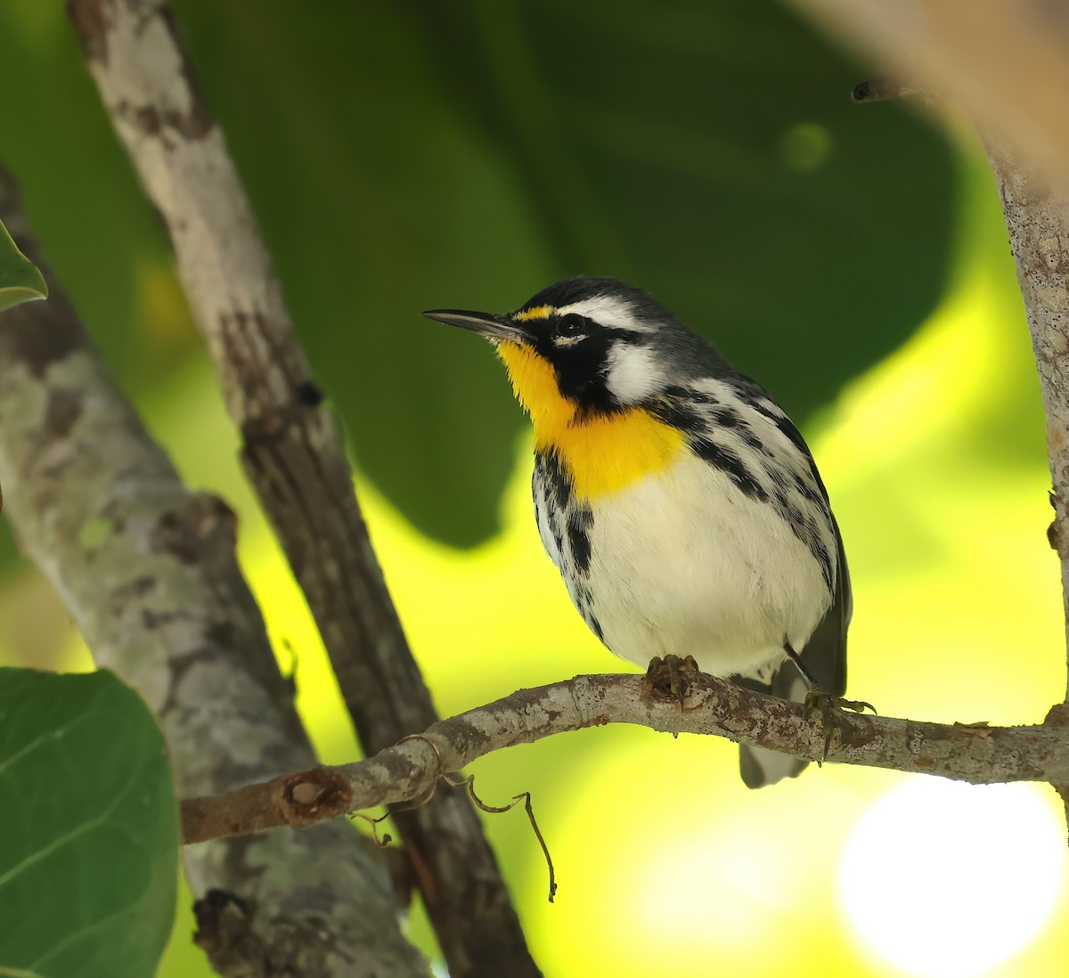 Goldkehl-Waldsänger - ML647711034