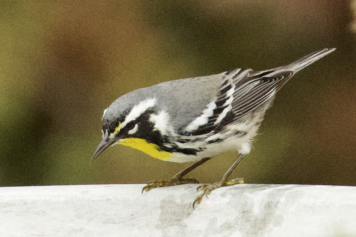 Goldkehl-Waldsänger - ML647711049