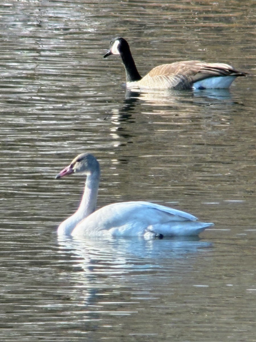 Tundra Swan - ML647711056